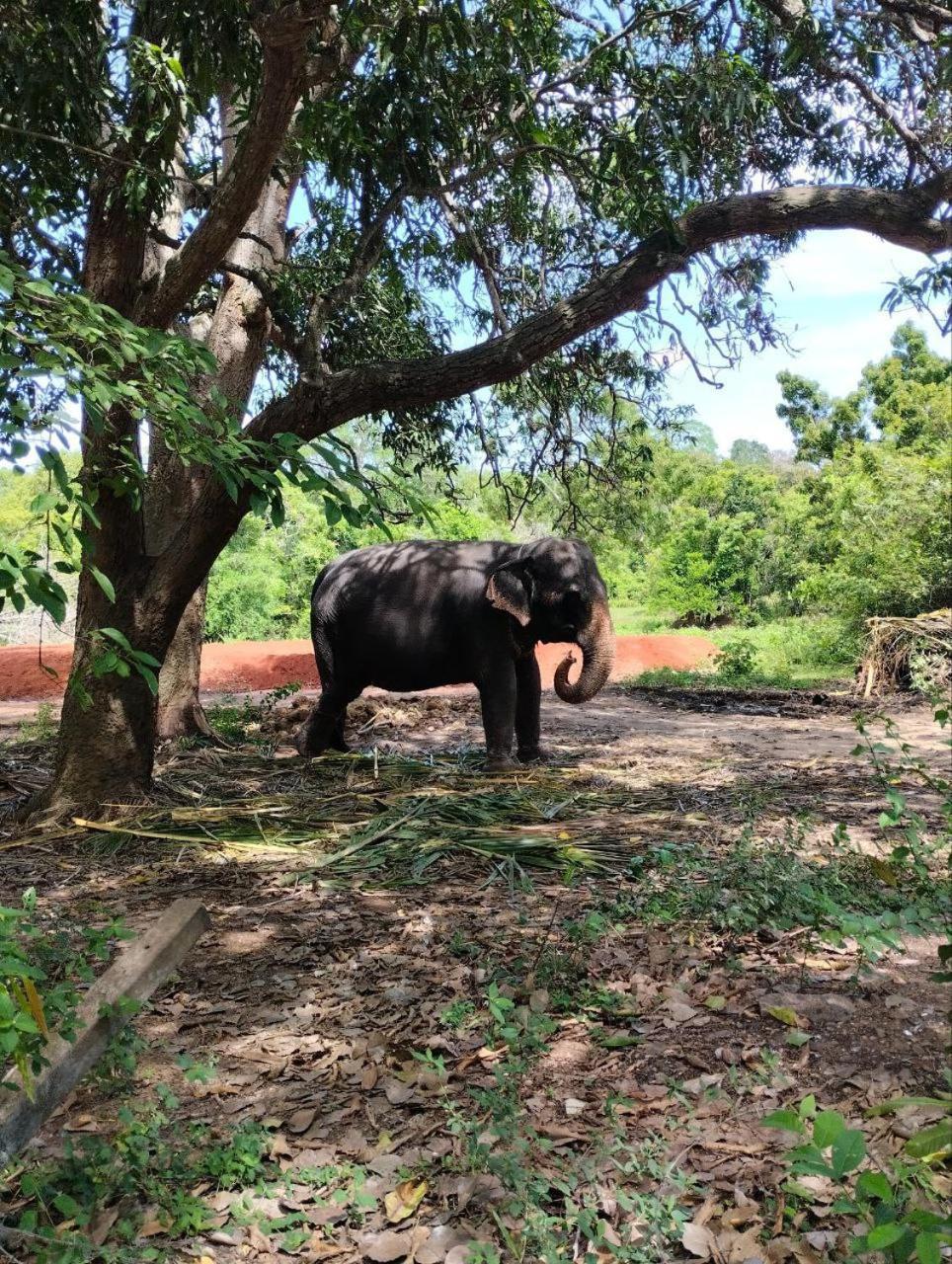 Sigiri Thilanka Rest Sigiriya Hotel ภายนอก รูปภาพ
